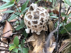 Strobilomyces strobilaceus image
