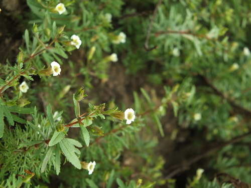 Limnophila