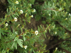 Limnophila indica