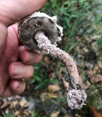 Strobilomyces strobilaceus image