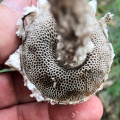 Strobilomyces strobilaceus image