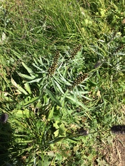 Omalotheca sylvatica