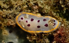 Goniobranchus tumuliferus