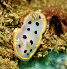 Goniobranchus tumuliferus