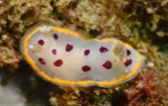 Goniobranchus tumuliferus