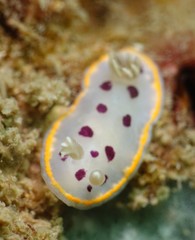 Goniobranchus tumuliferus
