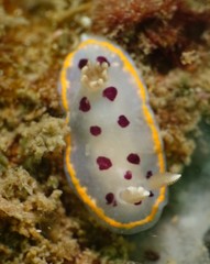 Goniobranchus tumuliferus