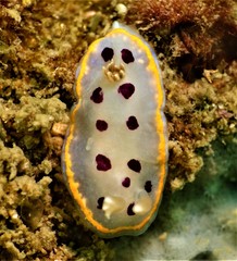 Goniobranchus tumuliferus