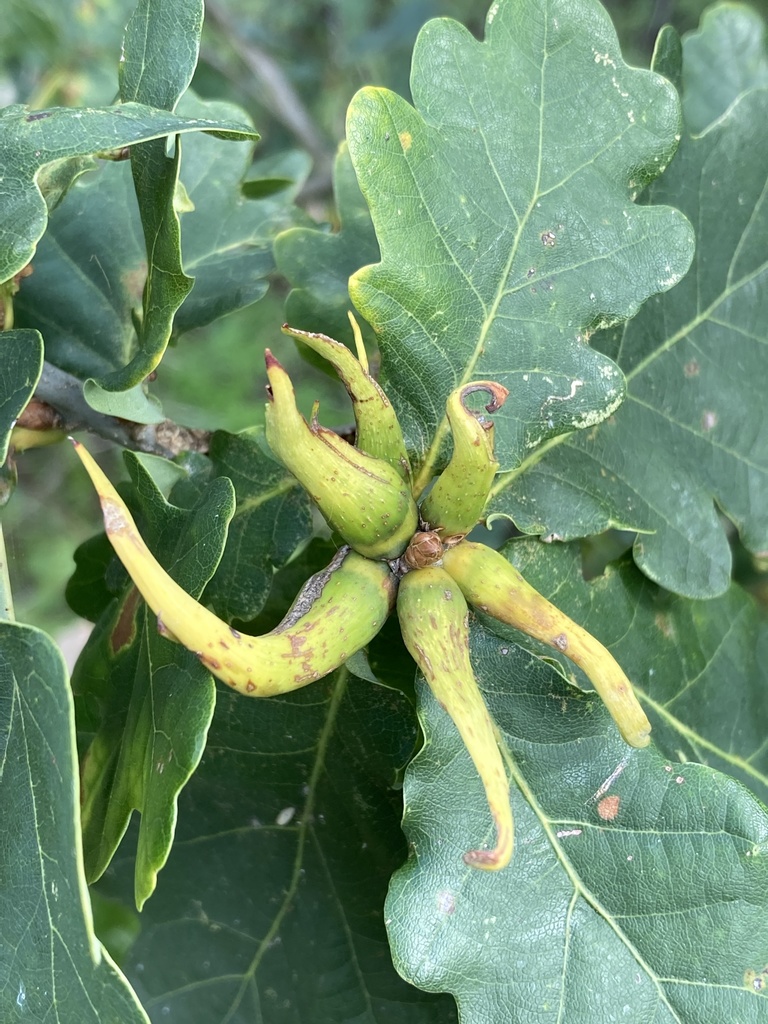 Ram's Horn Gall Wasp