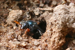 Sericophorus