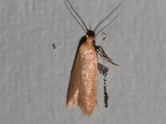 Platoloncha psamathina