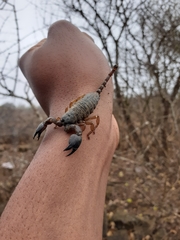 Hormuridae