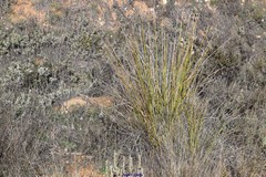 Mercurialis tomentosa