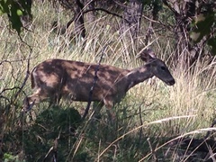 Odocoileus virginianus carminis