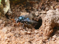 Sericophorus