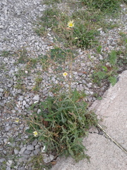 Lactuca serriola
