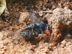 Sericophorus