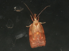 Enchocrates glaucopis
