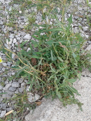 Lactuca serriola