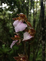Rhynchostele bictoniensis