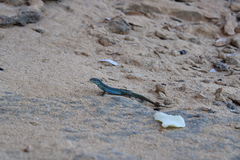 Podarcis pityusensis formenterae