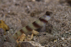 Steinitz's Shrimp-Goby photo 5