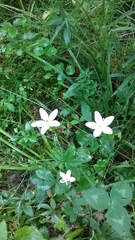 Parnassia glauca