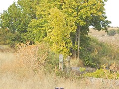 Onopordum corymbosum