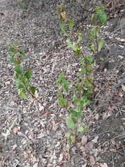 Cistus populifolius