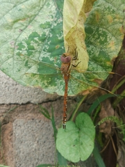 Anaciaeschna jaspidea