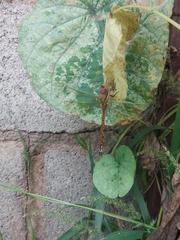 Anaciaeschna jaspidea