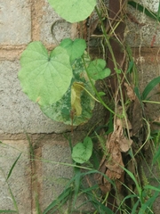 Anaciaeschna jaspidea