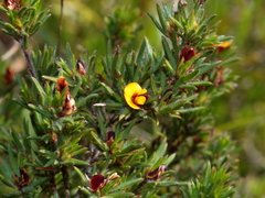Pultenaea tenuifolia