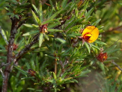 Pultenaea tenuifolia