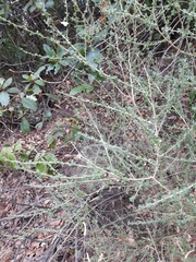 Adenocarpus telonensis