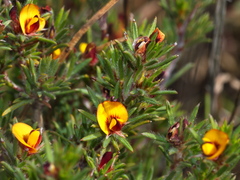 Pultenaea tenuifolia