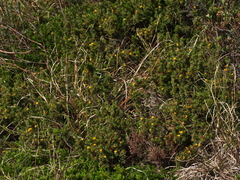 Pultenaea tenuifolia