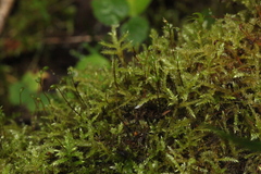 Sciuro-hypnum starkei