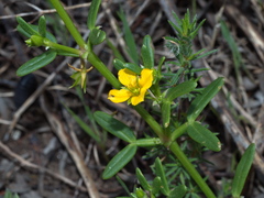 Roepera billardierei