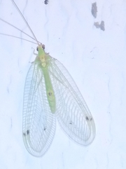 Leucochrysa insularis