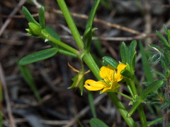 Roepera billardierei