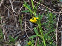 Roepera billardierei