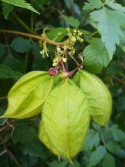 Cardiospermum grandiflorum