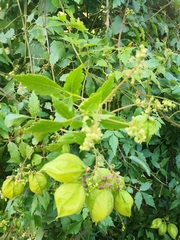 Cardiospermum grandiflorum