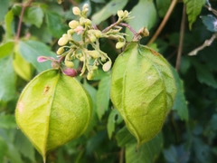 Cardiospermum grandiflorum