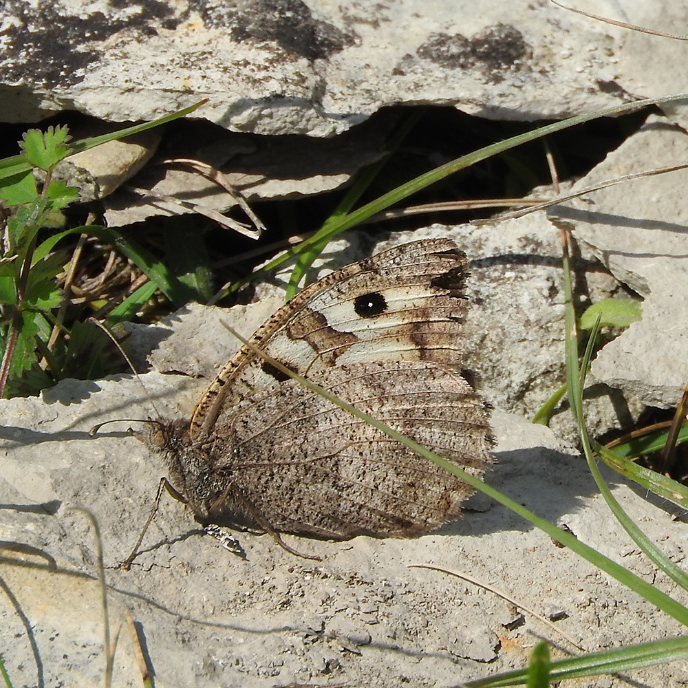 The Hermit from Bayern on August 20, 2017 at 02:00 PM by Alexander Ohr ...