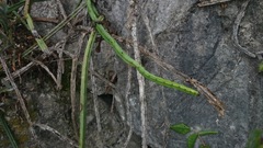 Selenicereus spinulosus