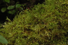 Sciuro-hypnum starkei
