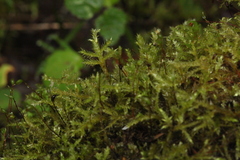 Sciuro-hypnum starkei