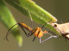 Coquillettidia xanthogaster